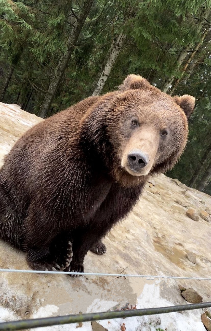 Замки, скельний комплекс та природа Карпат: найкрасивіші локації для ідеальних мандрівок восени